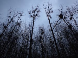 Découverte de la nature et de l'histoire d'une forêt au crépuscule à Amance le samedi 18 novembre 2017