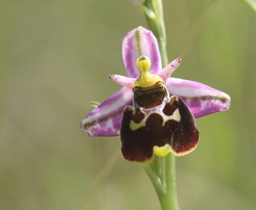 Sortie orchidées à Domgermain